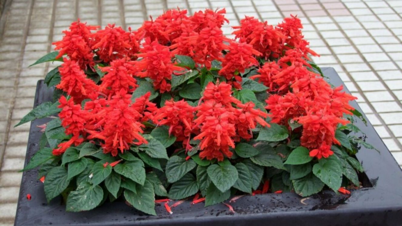 В парках города Брянск высадили около 3 000 цветов