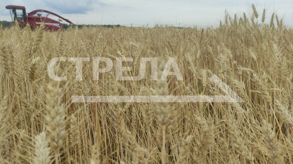 Губернатор Брянской области: «По развитию сельского хозяйства мы лидеры в стране»