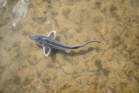 В реку Десну выпустили мальков ценной породы рыбы