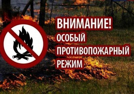 В лесах Брянской области будет введен особый противопожарный режим