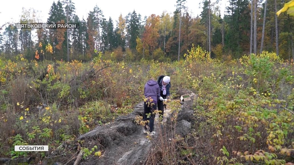 В Дятьковском районе студенты брянского колледжа высадили еловый лес