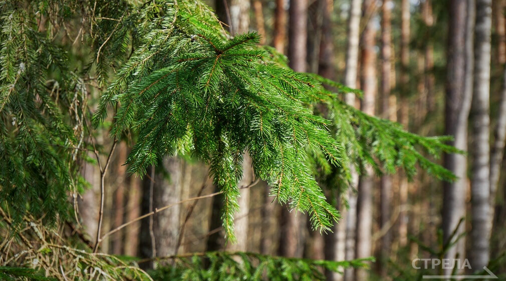 В Брянской области за 6 лет восстановили лес на площади 21,5 тыс. га