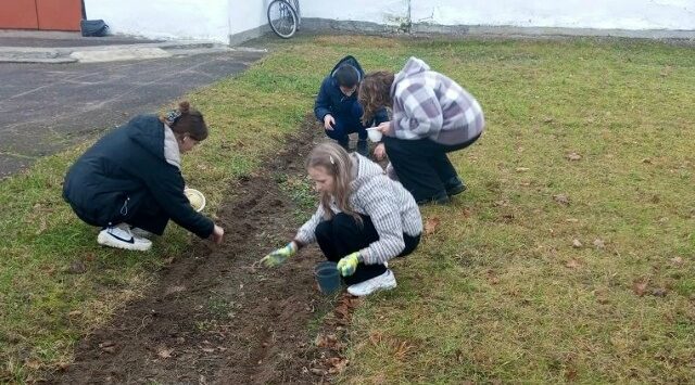 Учащиеся Рябчинской СОШ высадили луковицы тюльпанов