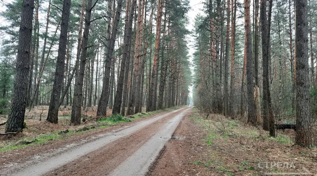В Брянской области за 4 года восстановили более 18 тысяч гектаров леса