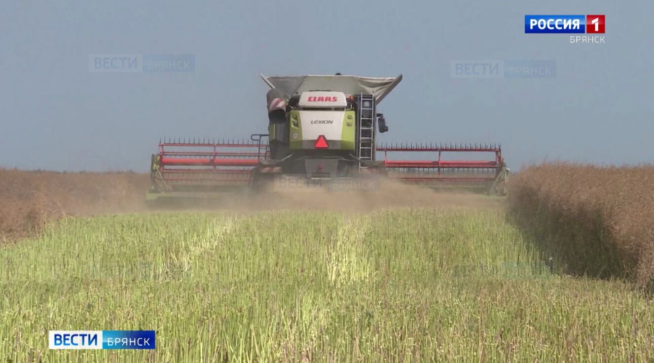 Брянские аграрии посадили рапс