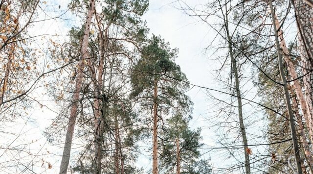 Голосование в конкурсе «Российское дерево года — 2026» продолжается на Брянщине